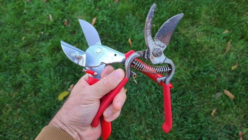 Sterilize Pruning Tools