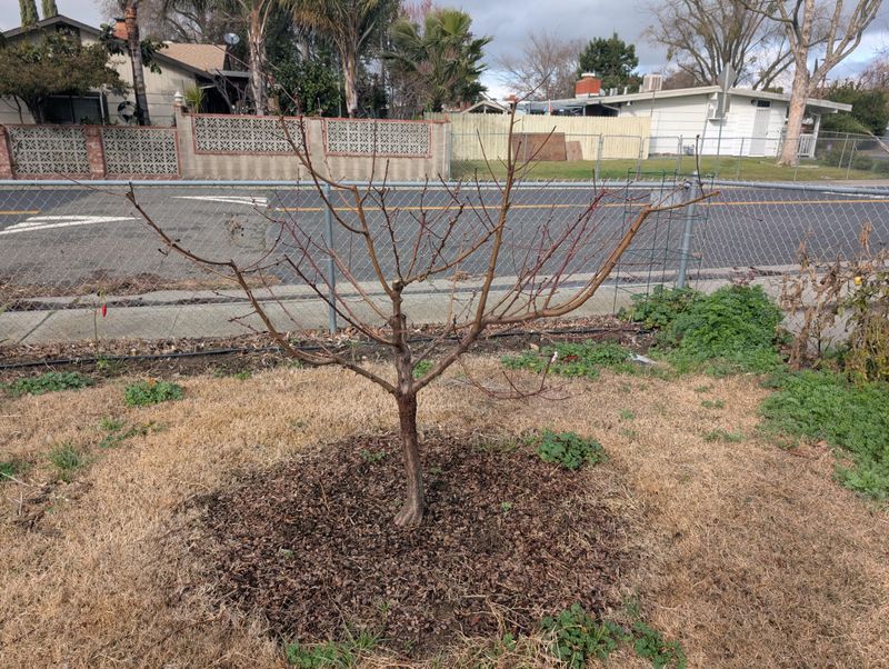 Open The Canopy For Sunlight