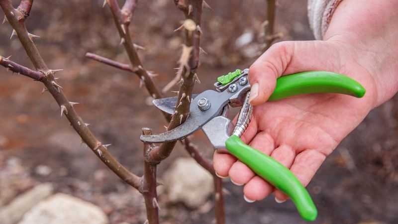 Late February To Early March Is The Usual Safe Pruning Window