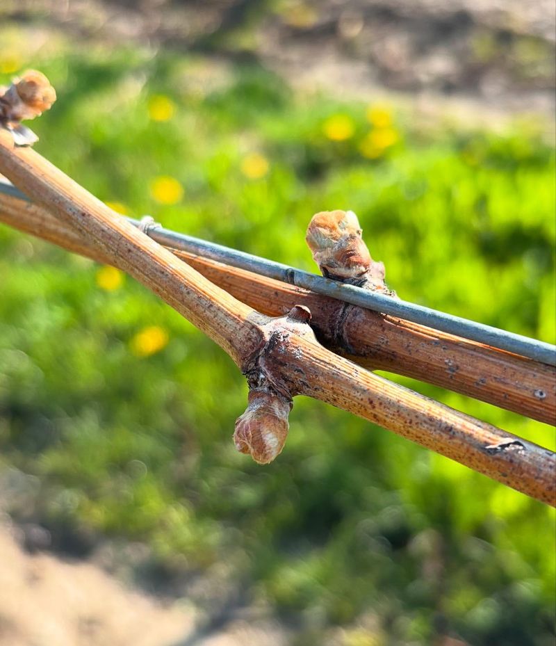 Look For Swelling Buds Or Fresh Green Growth Before Cutting