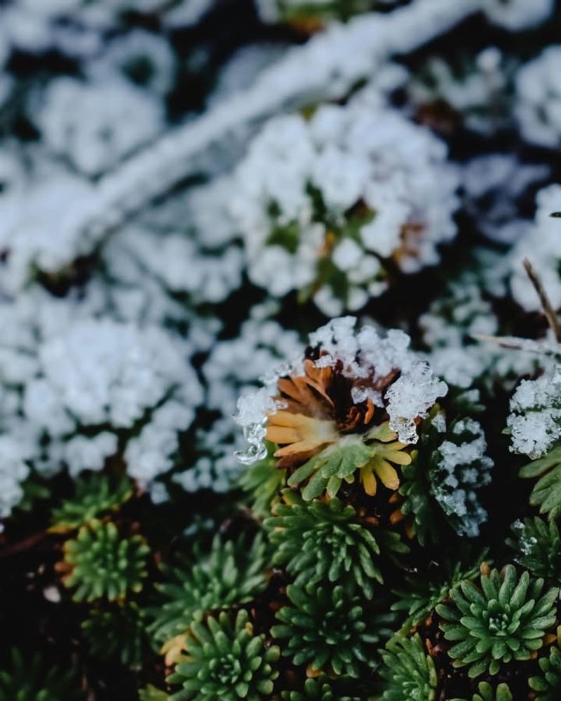 Most Plants Need Two To Four Weeks Of Warm Weather To Show Recovery