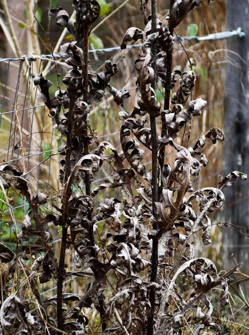 Observe Stem Color And Texture