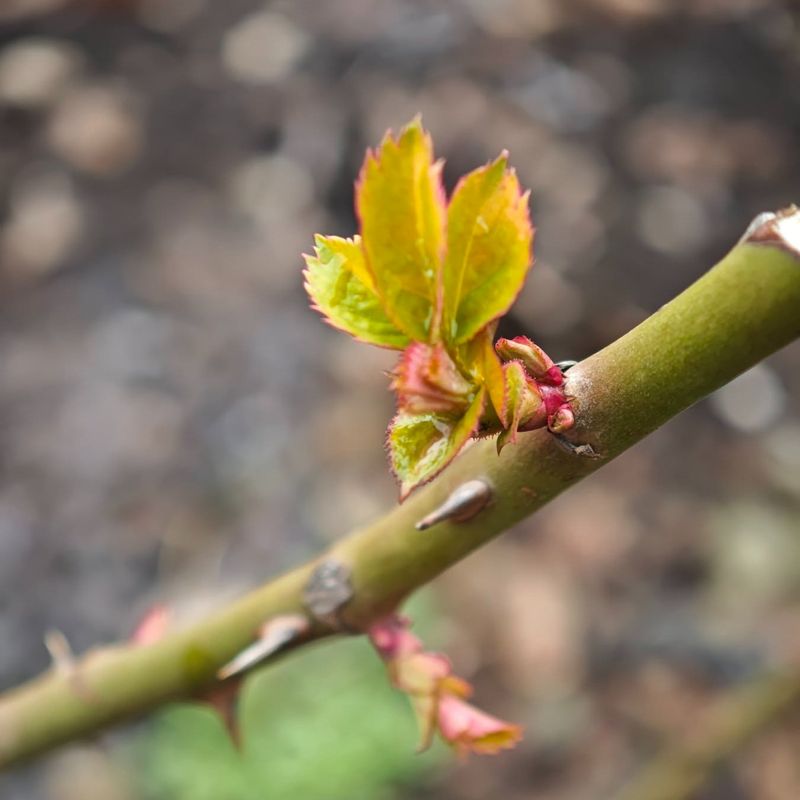 Look For Swollen Buds That Signal Dormancy Is Ending