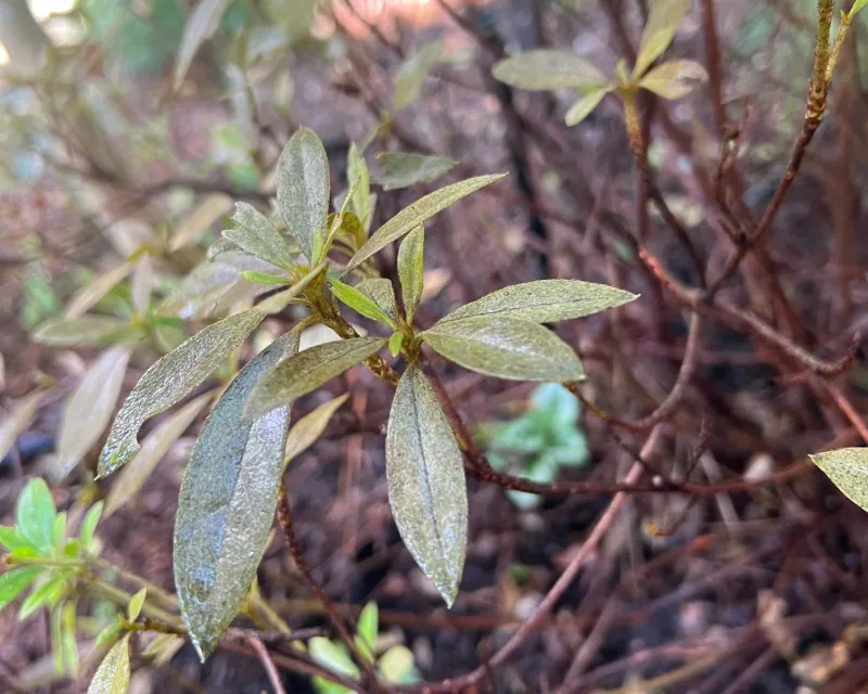 Check For Live Wood Before Pruning
