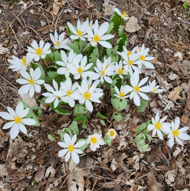 Feed Spring Pollinators With Bloodroot