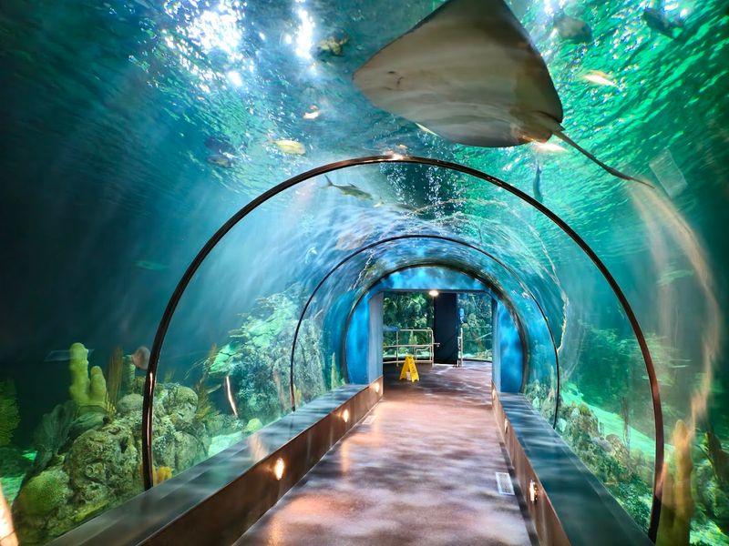 Explore One Of Texas' Best Aquariums