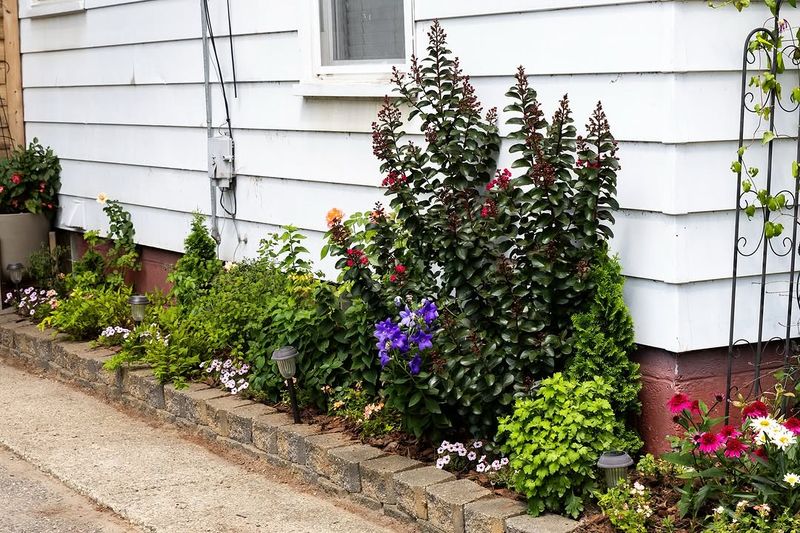 Tender Plants Survive Better Against South Facing Walls