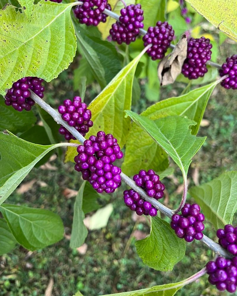 Beautyberry: The Purple Berry Star