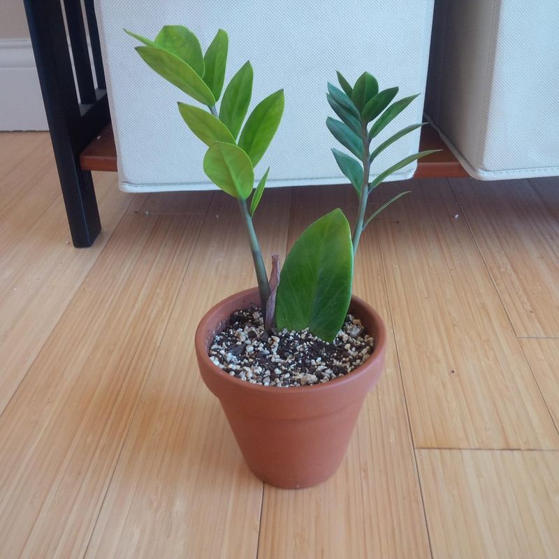 ZZ Plant (Zamioculcas zamiifolia)