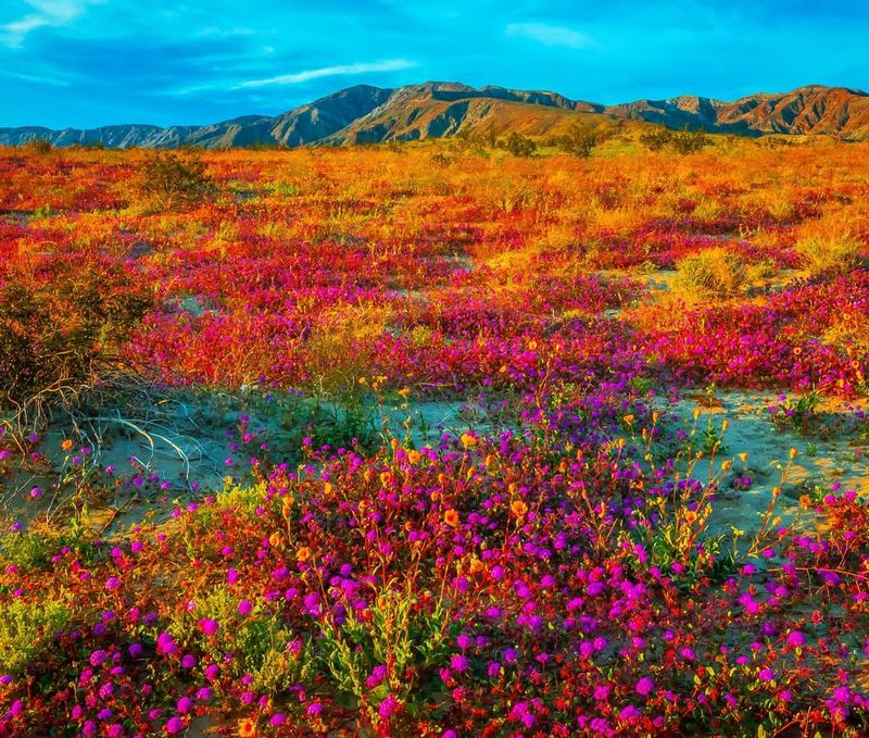 A Superbloom Depends On Many Things