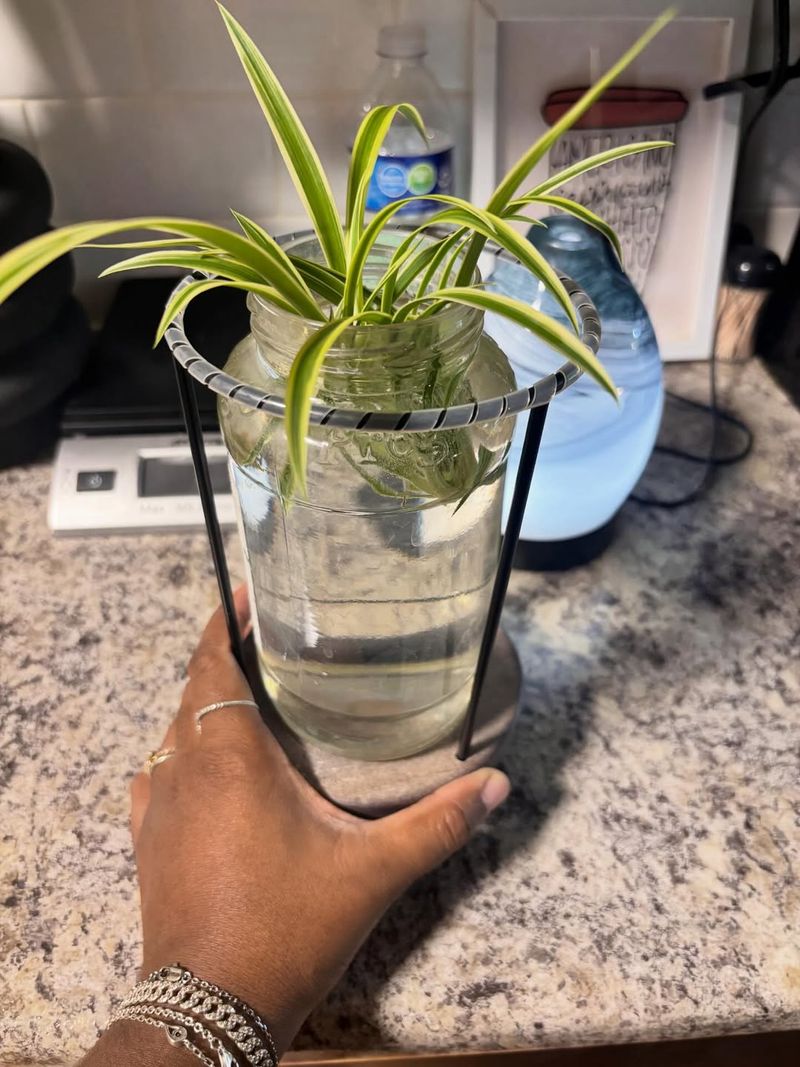 Bright Indirect Light Helps Spider Plant Cuttings Start Faster
