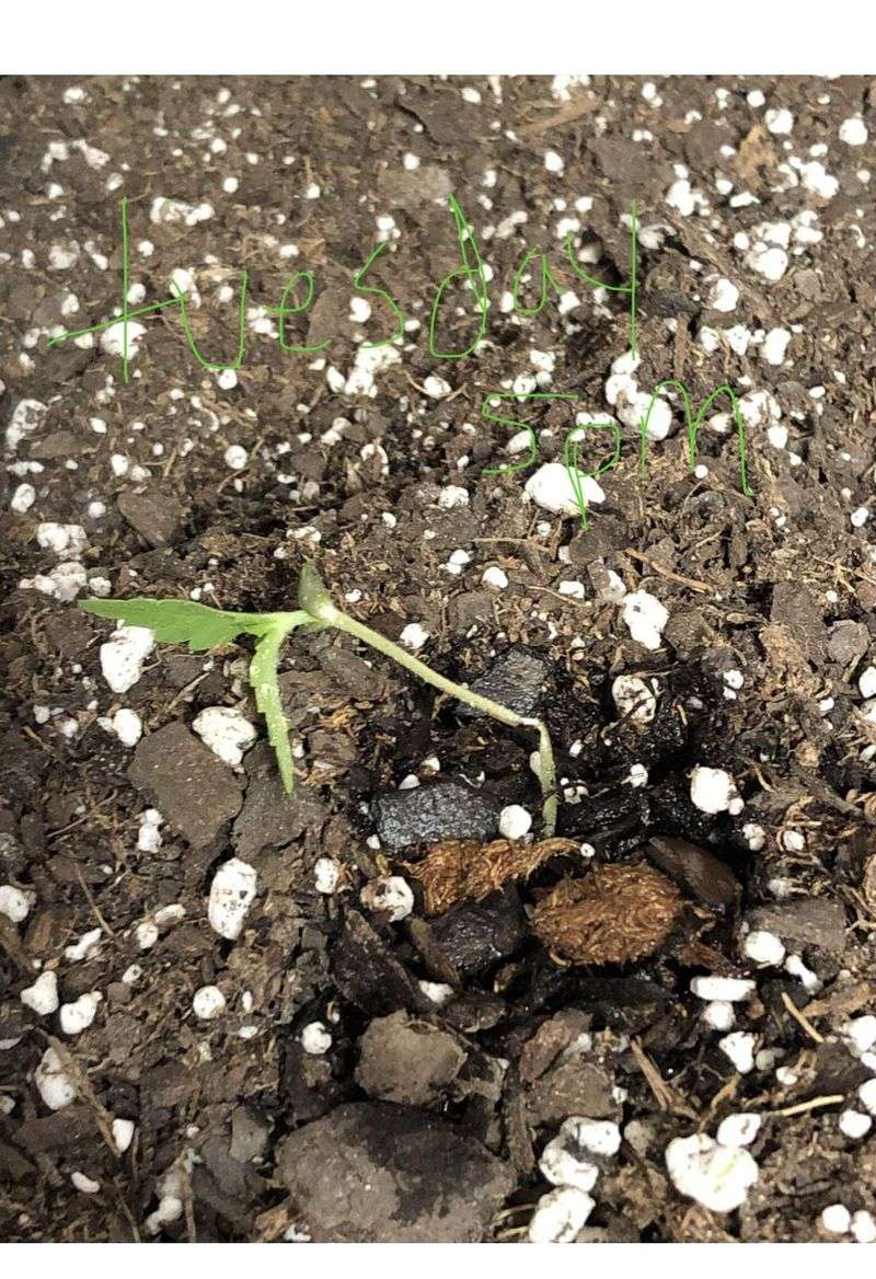 Plants May Become More Vulnerable To Disease