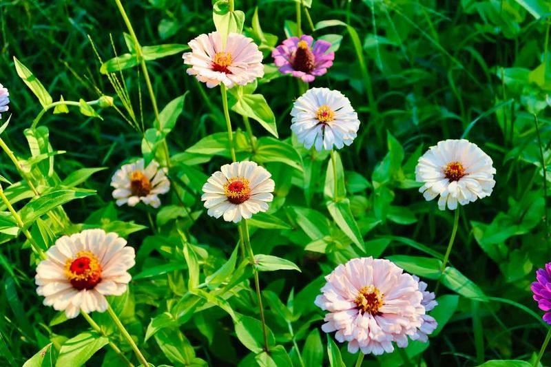 Zinnias