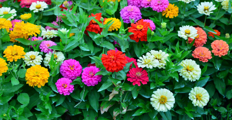 zinnia (featured image)