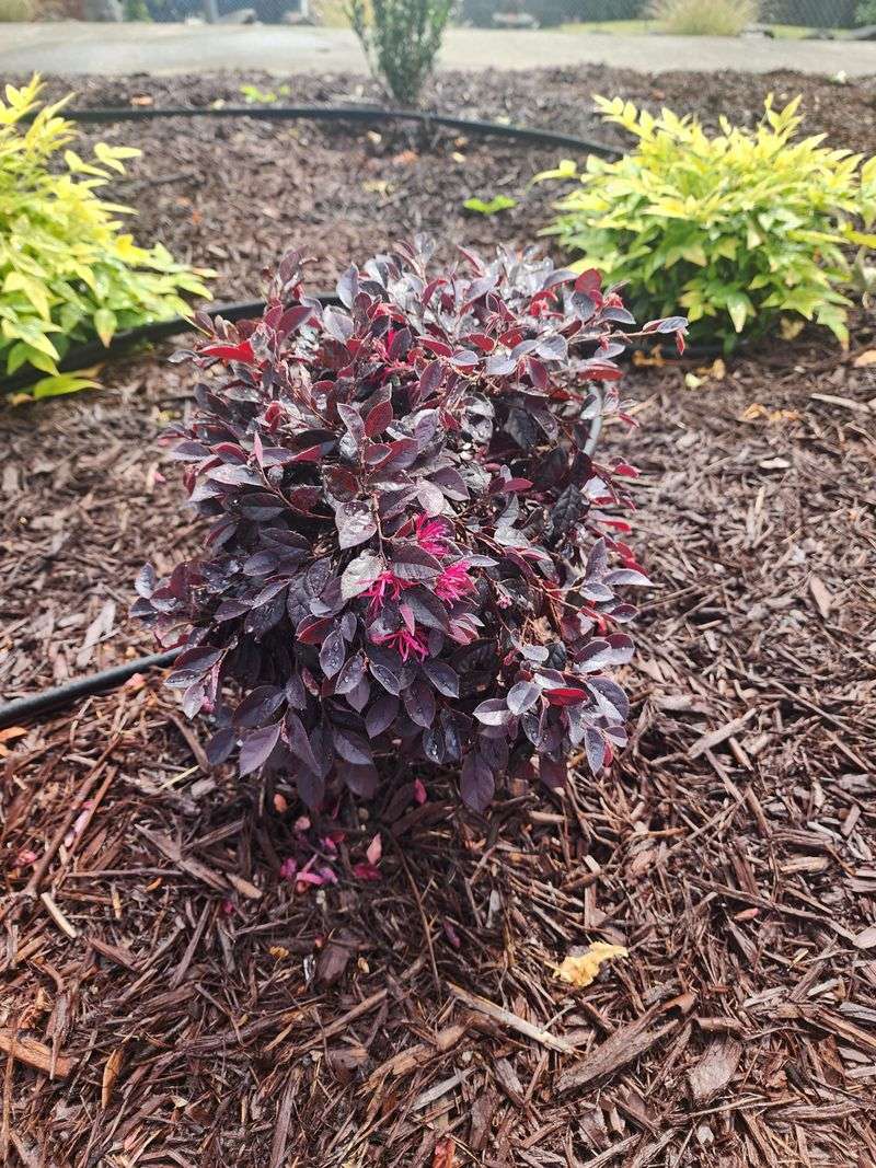 New Growth Risk Increases When Loropetalum Is Cut Now