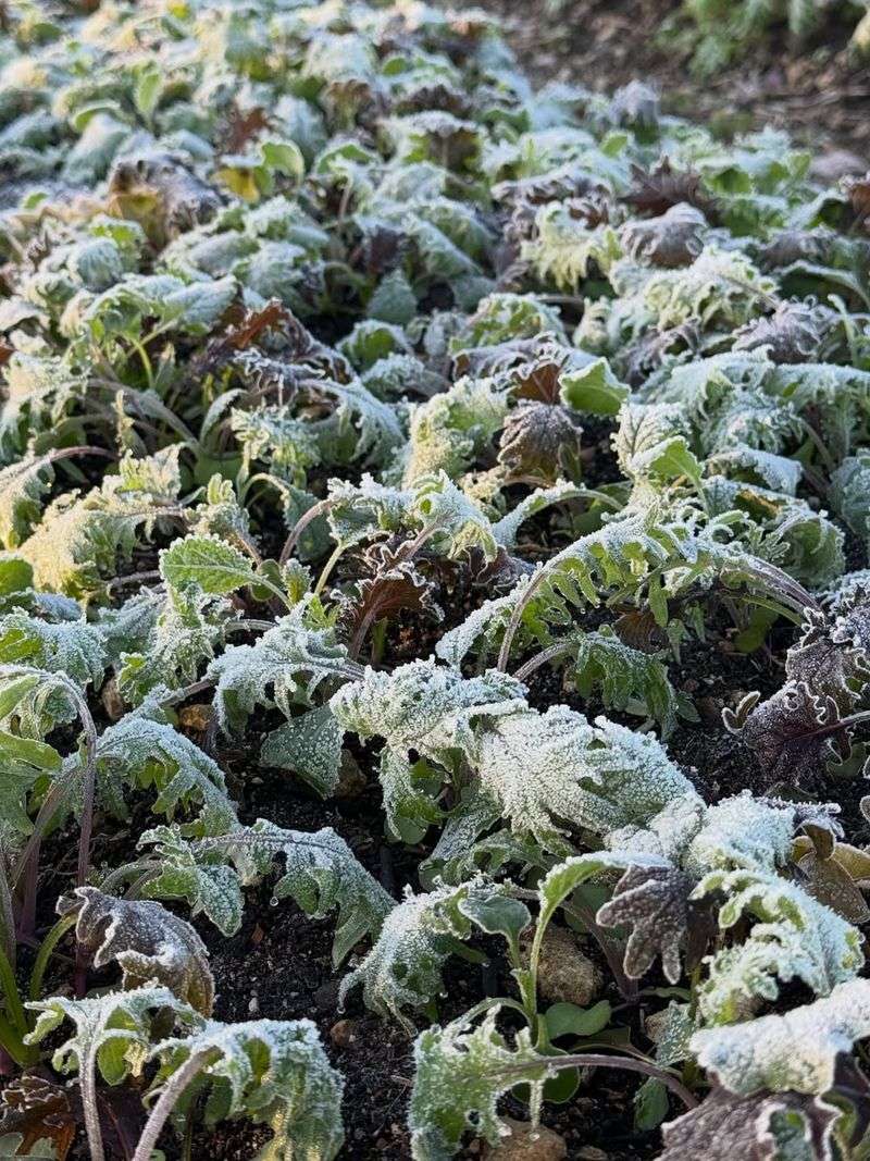Cool Season Crops Often Survive Light Frost