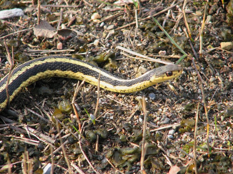 Snakes Follow Soil Temperature Not The Calendar