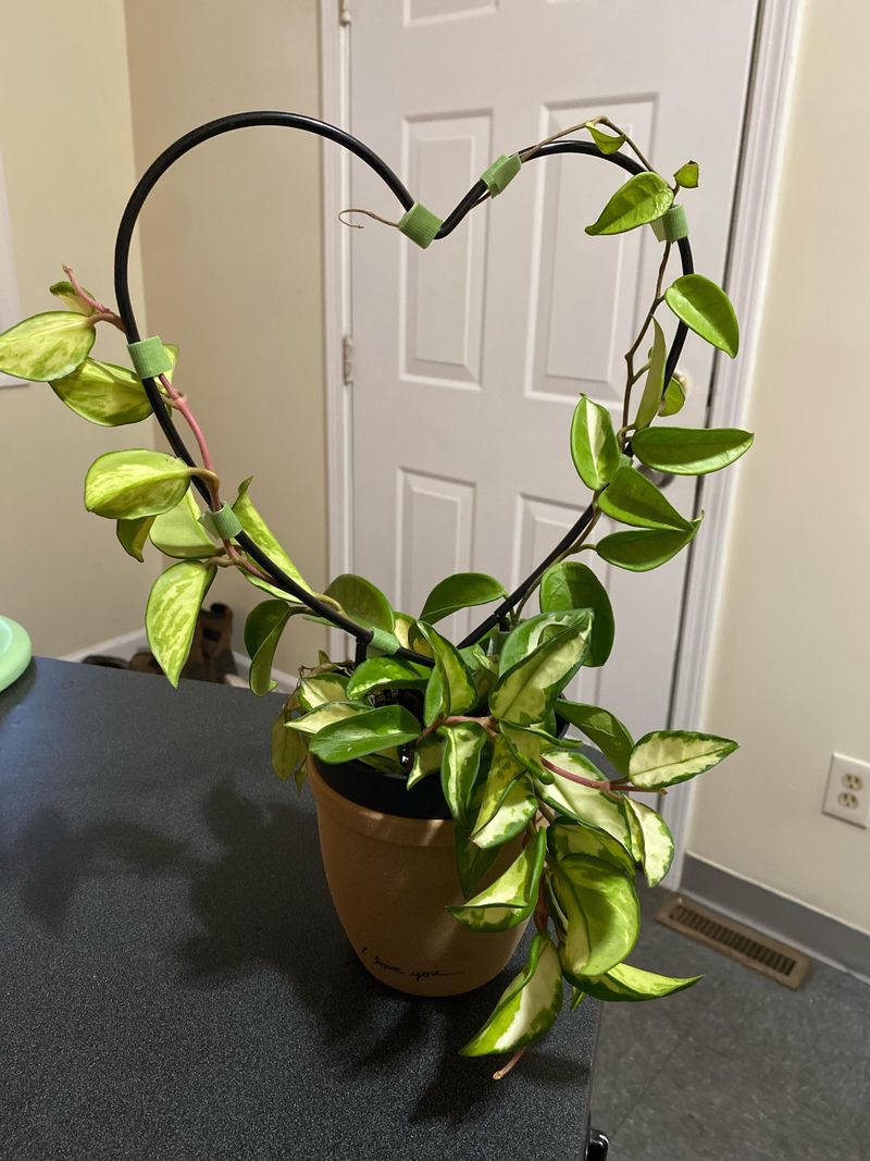 Water Less, Grow More