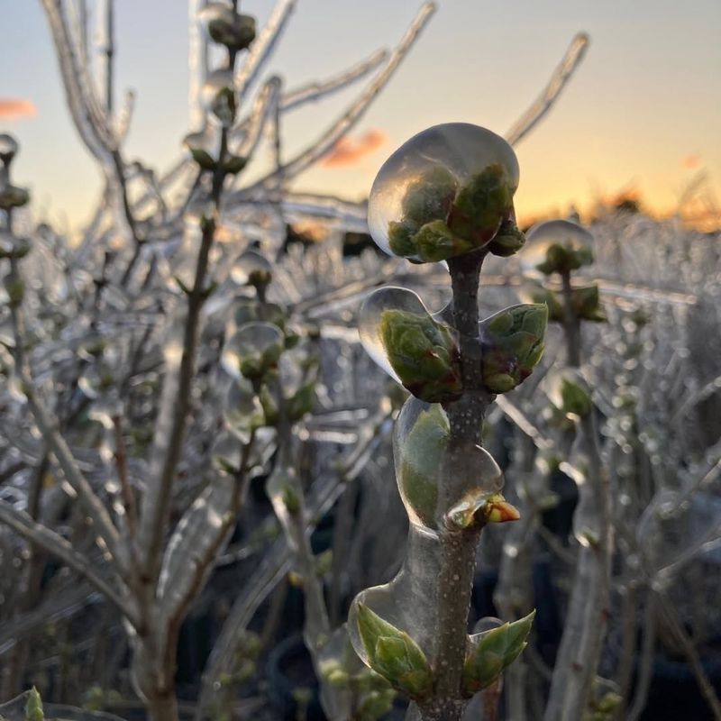 Protect Buds To Save Spring Blooms