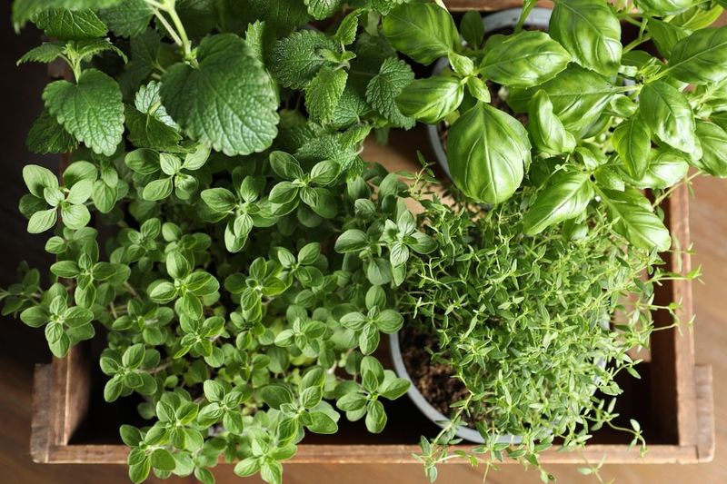 Plan For Success With A Seasonal Herb Strategy