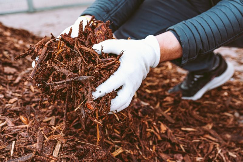 Remove Mulch Gradually In Stages Rather Than All At Once
