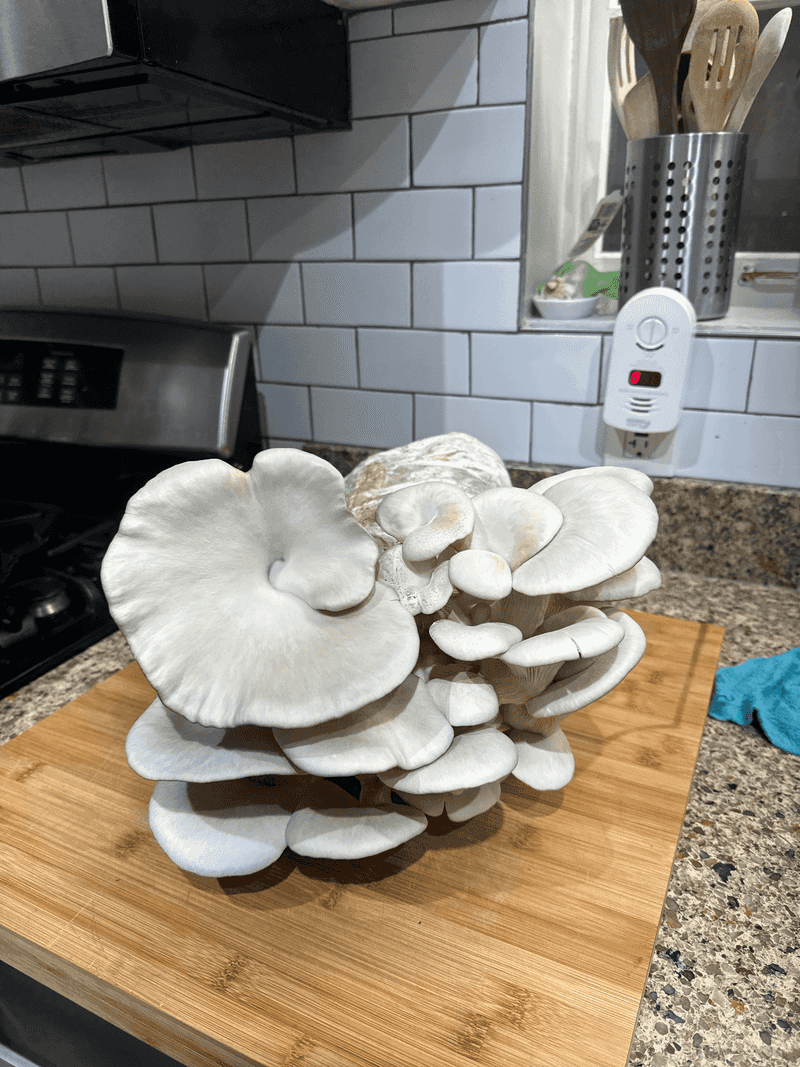 Harvest At The Perfect Time For Best Flavor