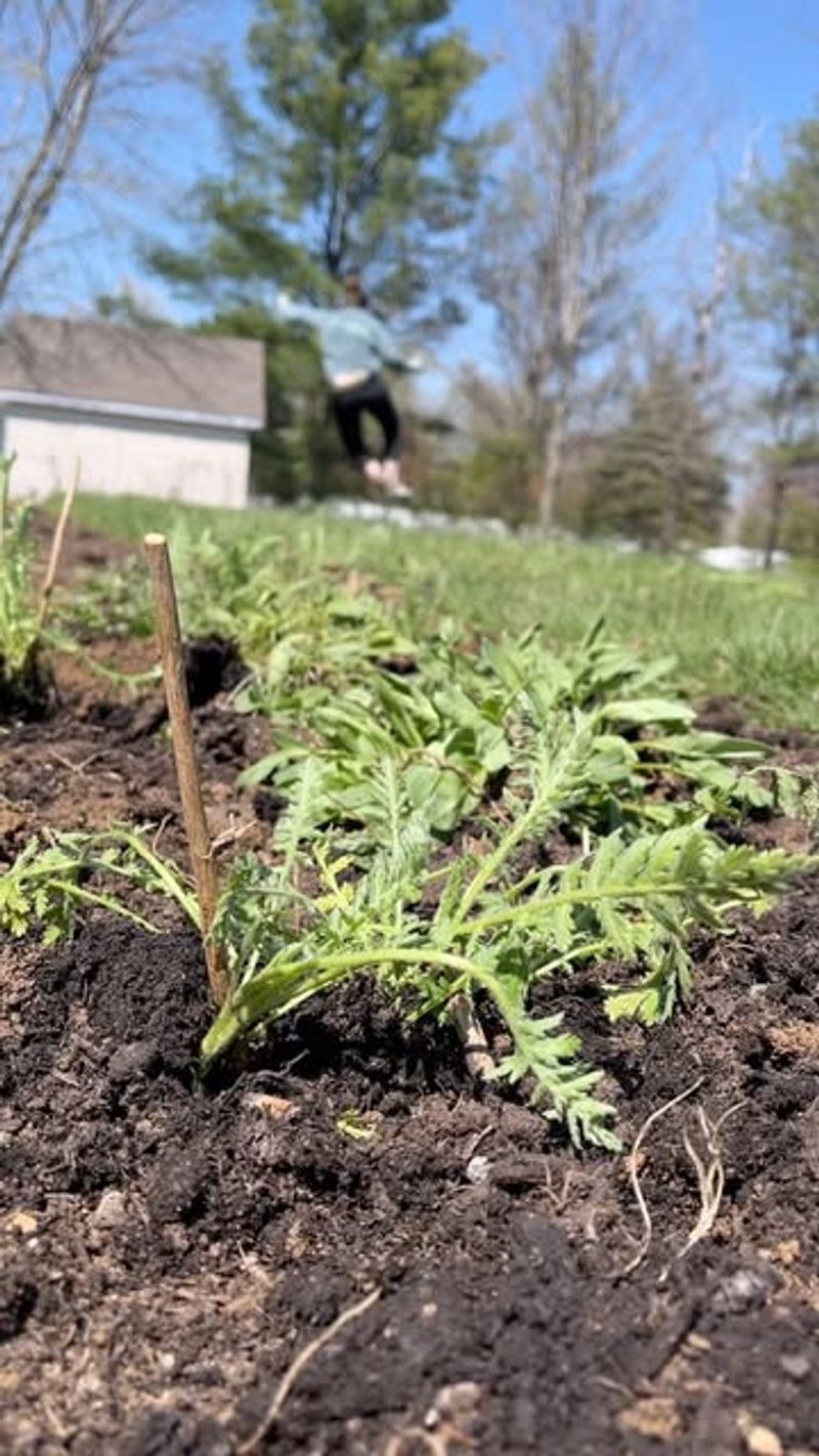 Divide And Replant Overcrowded Perennials
