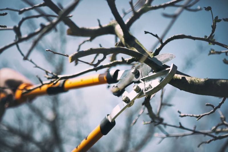 Pruning Tips For Strong Spring Growth