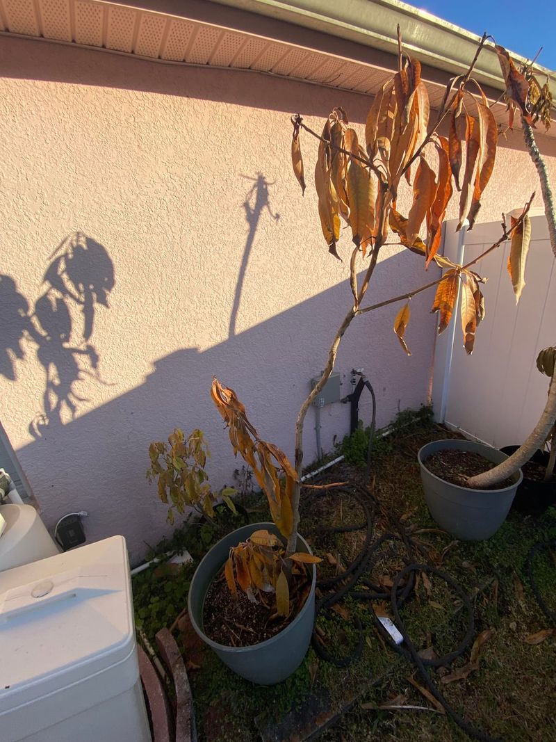 Avoid The Risks Of Pruning Too Early