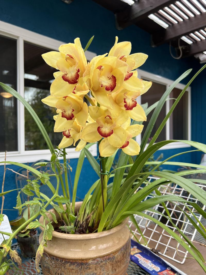 Move Orchids Outdoors In Mild Weather