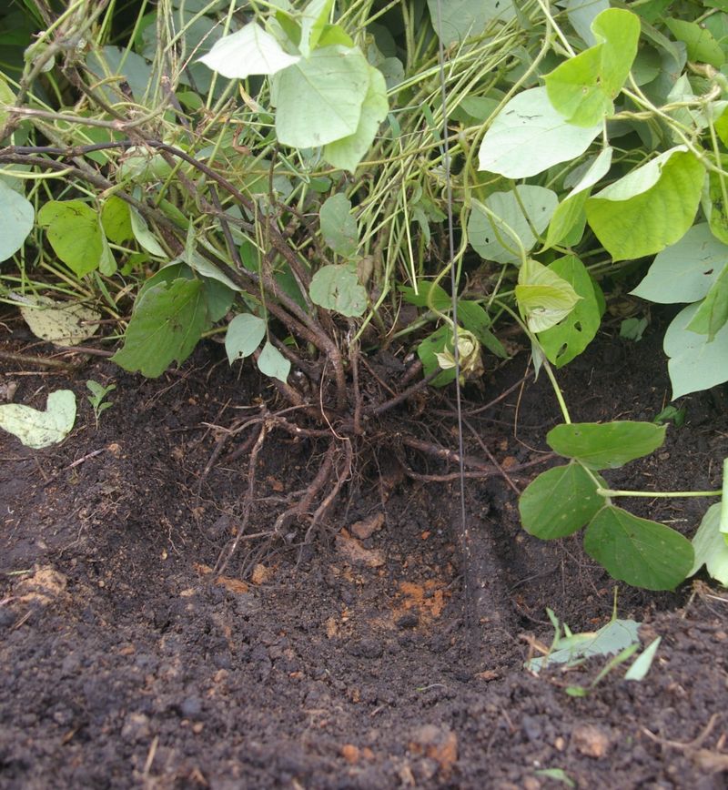 Inspect The Base For Large Root Crowns