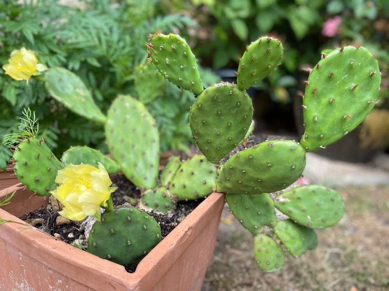 Move Outdoors In Summer For Stronger Growth If Temperatures Allow