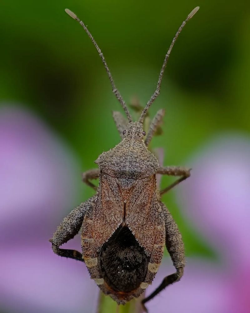 Prepare For Relentless Squash Bugs