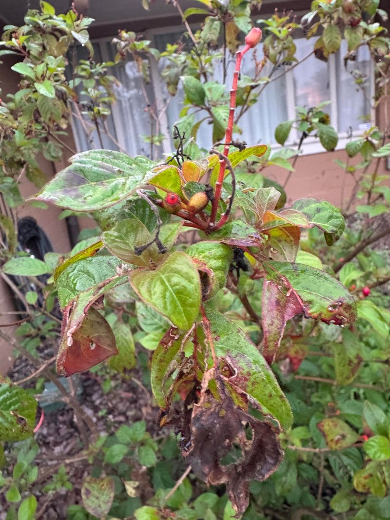 Recognize When Freeze Damage Is Permanent