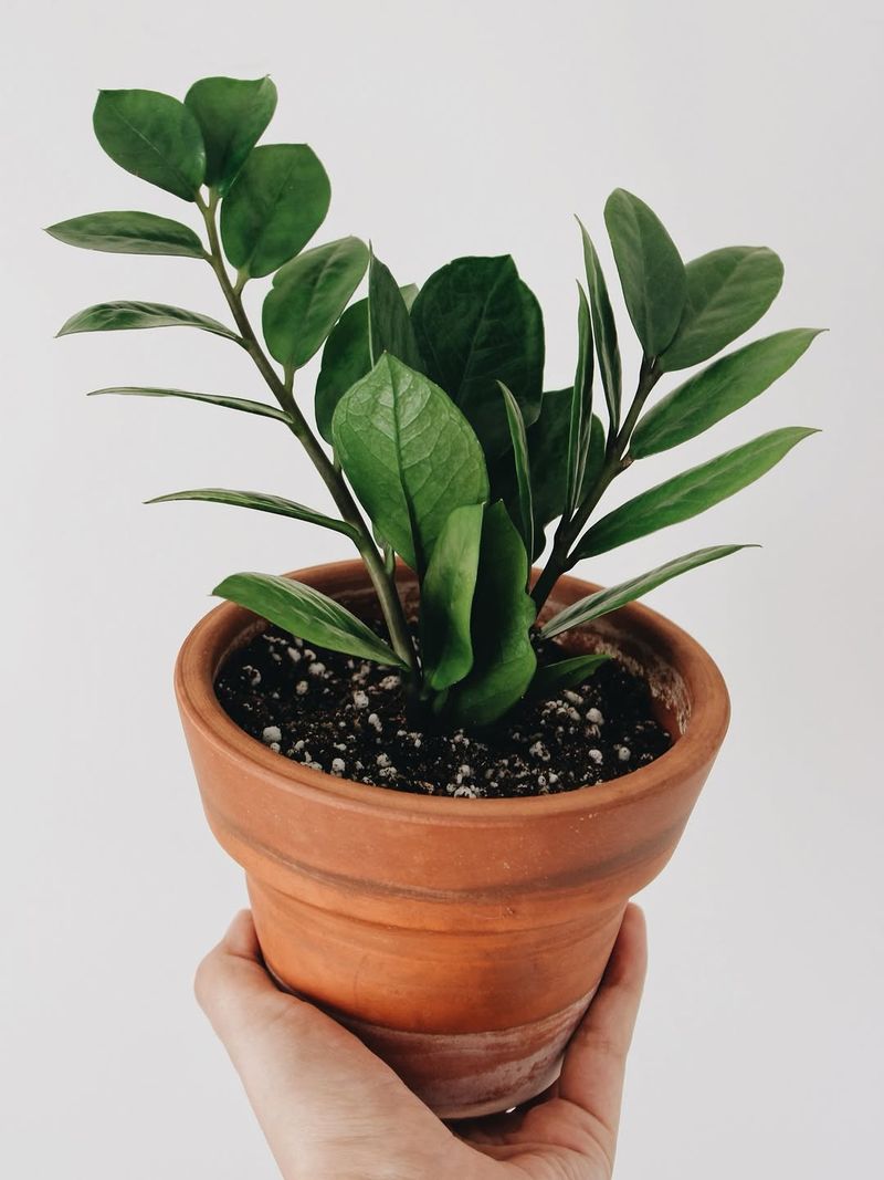 Expect Slower Growth And Adjust Expectations Accordingly