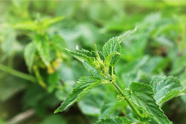 stinging nettle