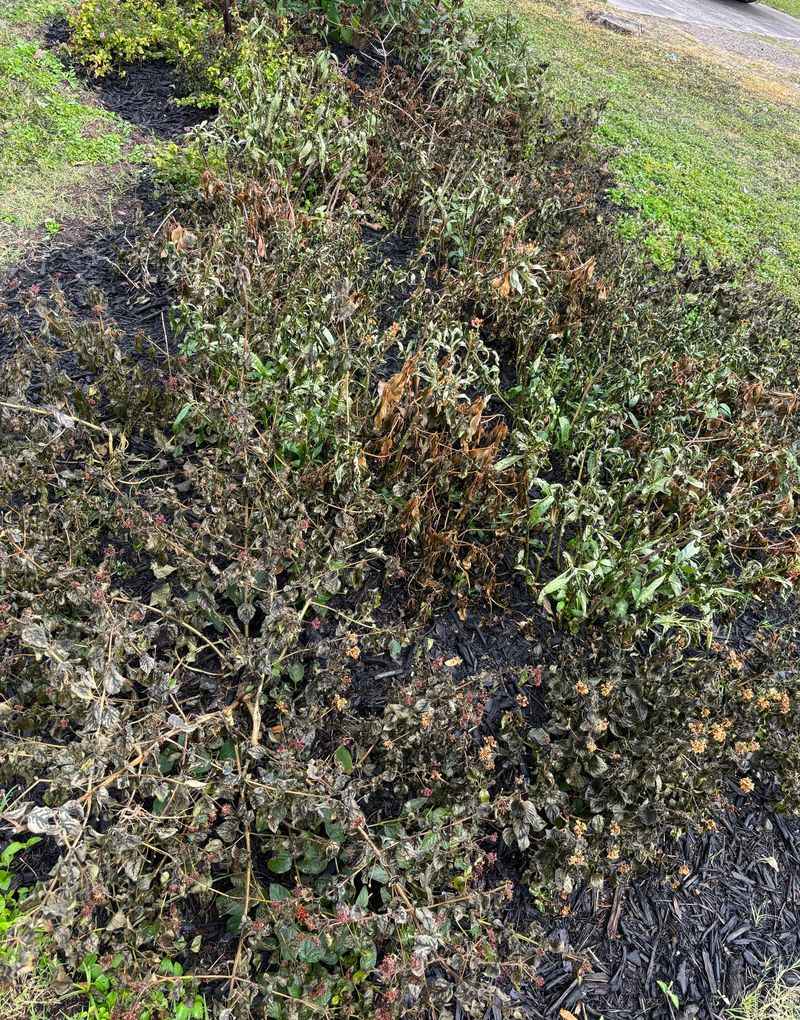 Avoid Raking During Cold Snap Risk