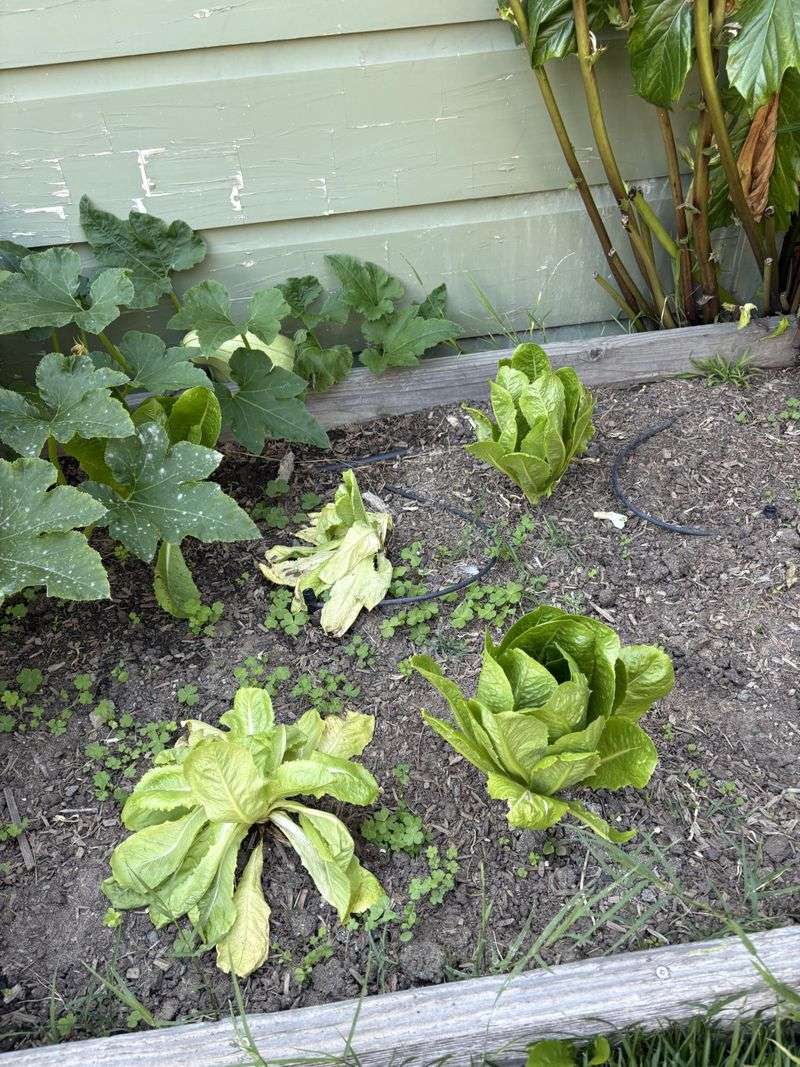 Recognize When Cool Crops Begin To Struggle