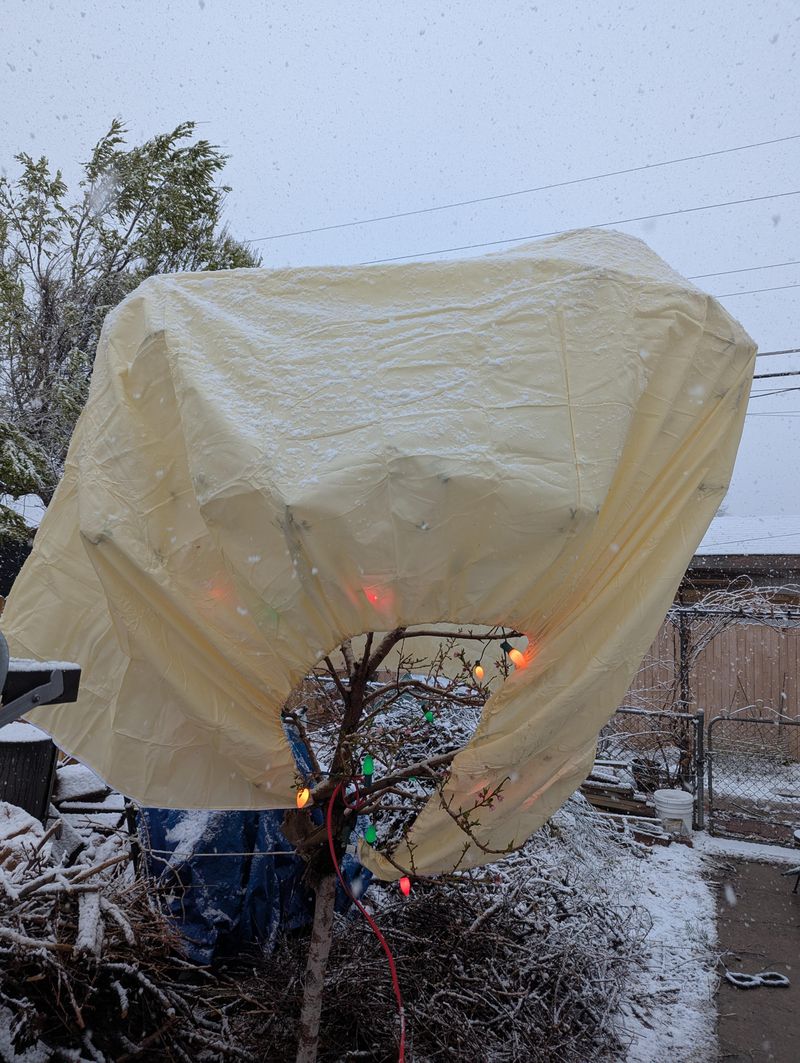 Cover Trees On Cold Nights