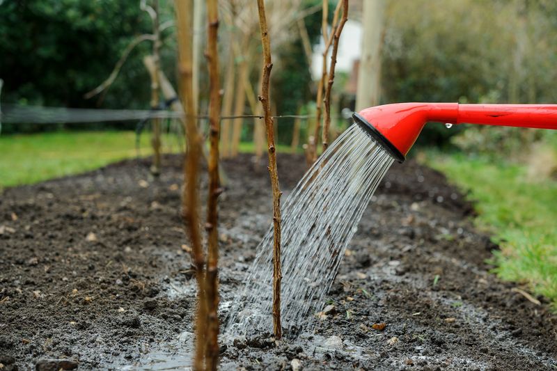 Water The Soil Before A Freeze