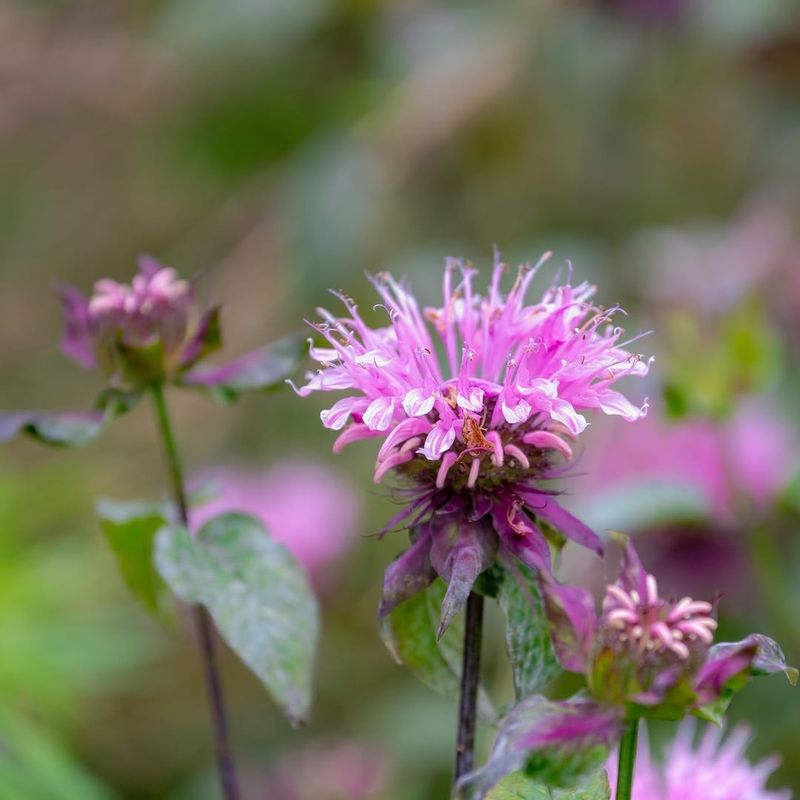 Remove And Dispose Of Infected Foliage Promptly