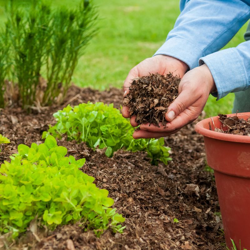 Mulch Around Plants To Retain Moisture