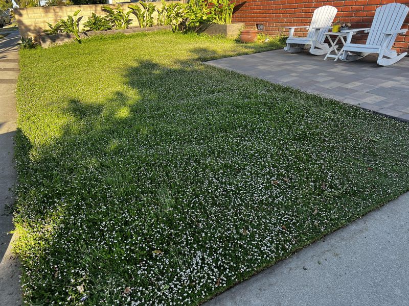 Desert Heat Doesn't Turn Kurapia Brown Like Traditional Lawns