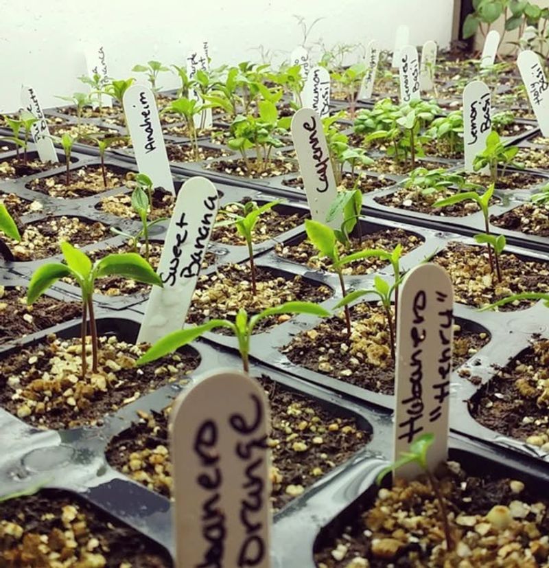 Label Seedlings Clearly