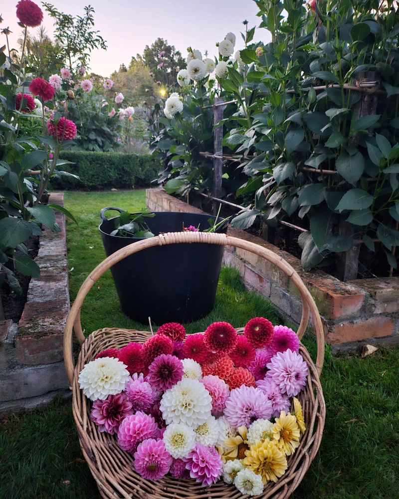 Deadhead And Harvest Regularly