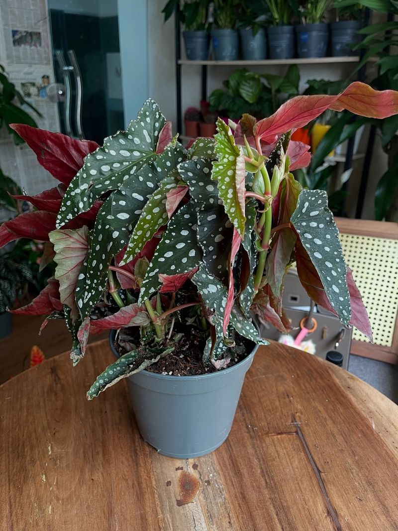 Fertilize During Active Growth