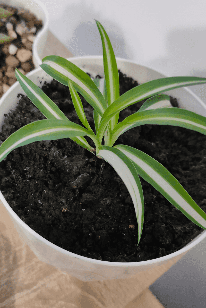 Refresh Soil To Restore Nutrients And Root Health