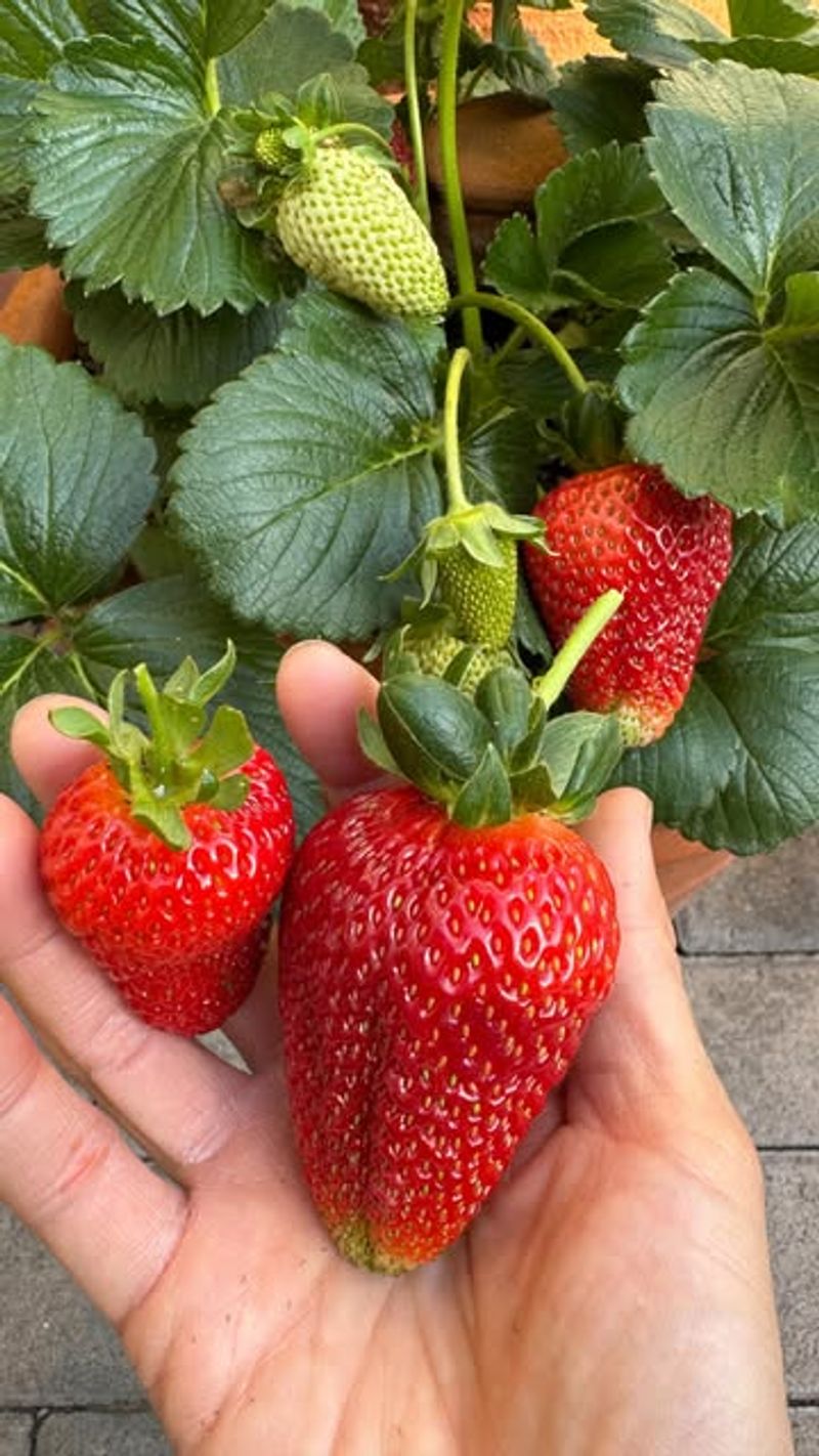 Feed Plants With Balanced Nutrients