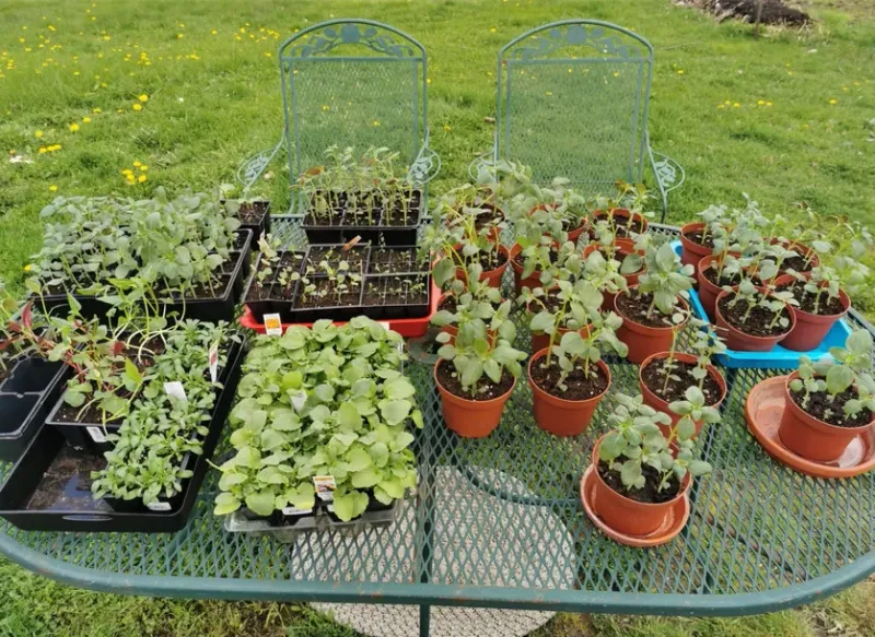 Harden Off Seedlings Before Transplanting Outdoors