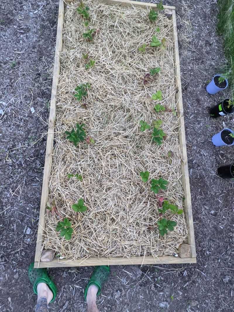 Mulch For Bigger Berries